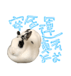 うさぎのおマメ（個別スタンプ：14）