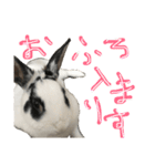 うさぎのおマメ（個別スタンプ：15）
