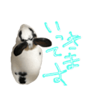 うさぎのおマメ（個別スタンプ：16）
