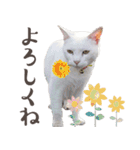 みみとりんPART2（個別スタンプ：6）