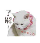 みみとりんPART2（個別スタンプ：23）