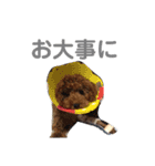 むぎ屋（個別スタンプ：12）