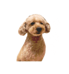 うちの可愛いシェリーちゃん（個別スタンプ：1）