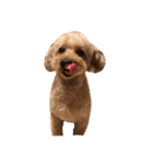 うちの可愛いシェリーちゃん（個別スタンプ：3）