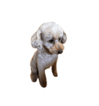 うちの可愛いシェリーちゃん（個別スタンプ：4）