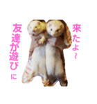 可愛いフェレ♡（個別スタンプ：10）