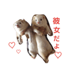 可愛いフェレ♡（個別スタンプ：13）