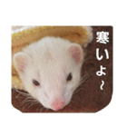 可愛いフェレ♡（個別スタンプ：19）