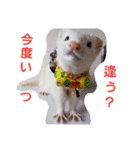 可愛いフェレ♡（個別スタンプ：20）