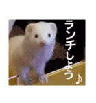 可愛いフェレ♡（個別スタンプ：27）