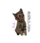 がむちゃんとぞんちゃんはなかよし（個別スタンプ：3）