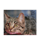 がむちゃんとぞんちゃんはなかよし（個別スタンプ：6）