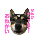 がむちゃんとぞんちゃんはなかよし（個別スタンプ：7）