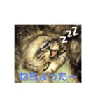 がむちゃんとぞんちゃんはなかよし（個別スタンプ：9）