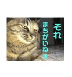 がむちゃんとぞんちゃんはなかよし（個別スタンプ：15）