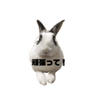 おマメの日常（個別スタンプ：1）