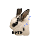 おマメの日常（個別スタンプ：3）
