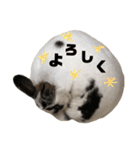 おマメの日常（個別スタンプ：12）