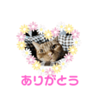 アメショレイ（個別スタンプ：2）