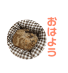 アメショレイ（個別スタンプ：3）