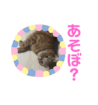 アメショレイ（個別スタンプ：5）