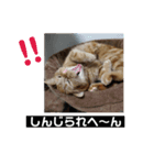 アメショレイ（個別スタンプ：6）