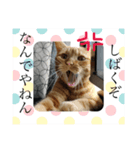 アメショレイ（個別スタンプ：7）