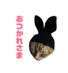 アメショレイ（個別スタンプ：8）