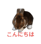 ラルスタβ（個別スタンプ：7）