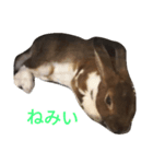 ラルスタβ（個別スタンプ：8）