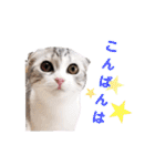 ねこの「ゆにちゃん」（個別スタンプ：4）