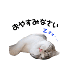 ねこの「ゆにちゃん」（個別スタンプ：5）