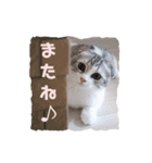 ねこの「ゆにちゃん」（個別スタンプ：6）