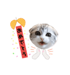 ねこの「ゆにちゃん」（個別スタンプ：7）