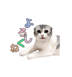ねこの「ゆにちゃん」（個別スタンプ：8）