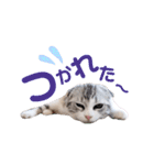 ねこの「ゆにちゃん」（個別スタンプ：11）