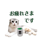 ねこの「ゆにちゃん」（個別スタンプ：12）