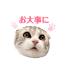 ねこの「ゆにちゃん」（個別スタンプ：13）