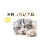 ねこの「ゆにちゃん」（個別スタンプ：14）