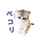 ねこの「ゆにちゃん」（個別スタンプ：15）