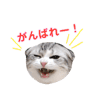 ねこの「ゆにちゃん」（個別スタンプ：16）