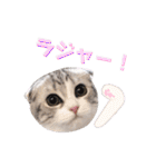 ねこの「ゆにちゃん」（個別スタンプ：17）