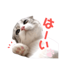 ねこの「ゆにちゃん」（個別スタンプ：18）