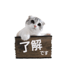 ねこの「ゆにちゃん」（個別スタンプ：19）