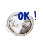 ねこの「ゆにちゃん」（個別スタンプ：20）