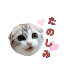 ねこの「ゆにちゃん」（個別スタンプ：21）