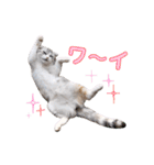 ねこの「ゆにちゃん」（個別スタンプ：22）