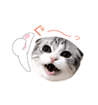 ねこの「ゆにちゃん」（個別スタンプ：23）