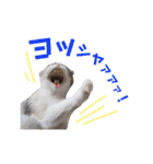 ねこの「ゆにちゃん」（個別スタンプ：24）