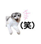 ねこの「ゆにちゃん」（個別スタンプ：25）